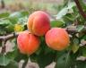 Click for 1 image(s) for this accession. Fruit